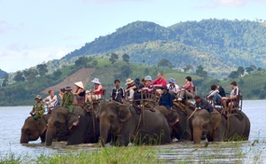 Chung tay bảo tồn voi ở Việt Nam